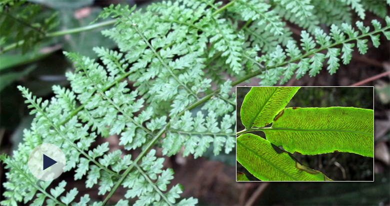 ״ڌlFӛ䛣¶ˡ]ɽĿ