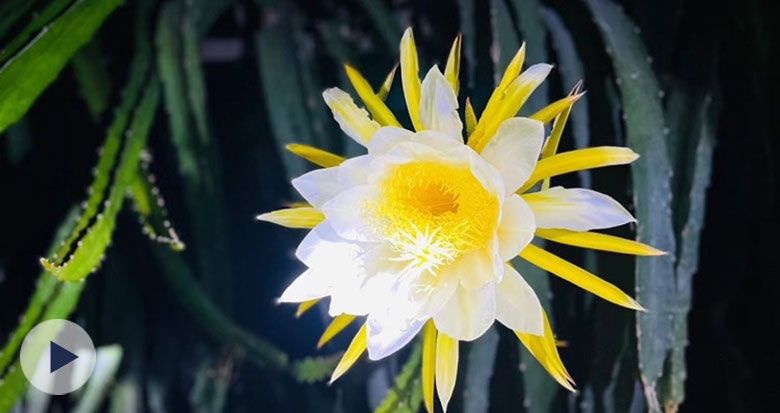 ҹ_ĻҊ^硰һһF