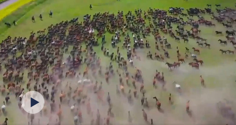 別眨眼 30秒帶你欣賞“萬馬奔騰”震撼場面