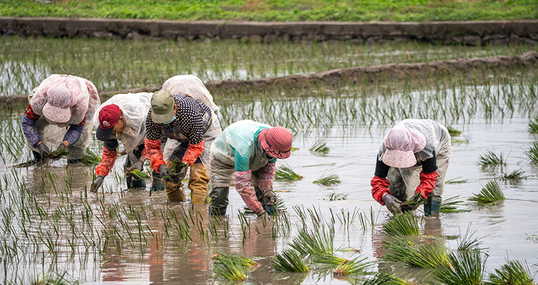 寧波新一季藺草開始插秧
